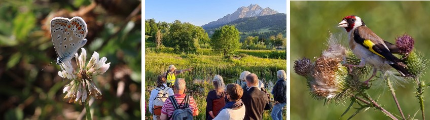 Biodiversität in der Stadt