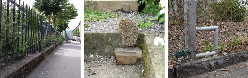 Freie Bahn für Igel und Co.